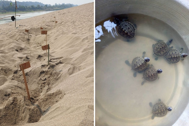 친드윈강을 따라 알 둥지 여러 개가 나 있다. 오른쪽은 갓 부화한 새끼들./사진=미얀마 야생동물보존협회(WCS)