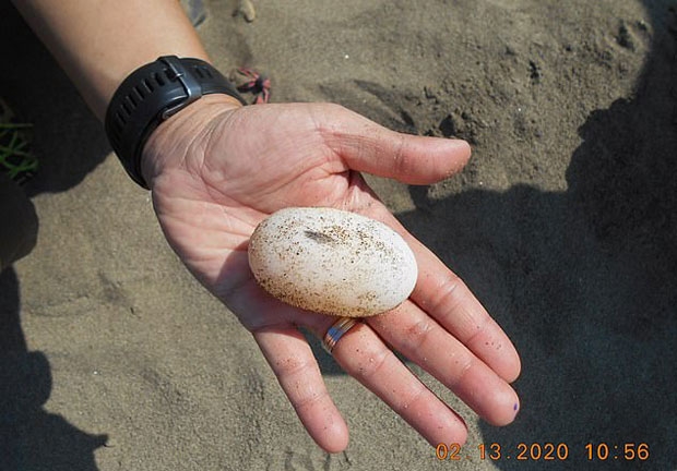 사진=미얀마 야생동물보존협회(WCS)