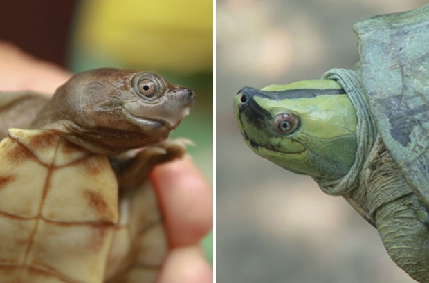갓 부화한 미얀마 지붕 거북(왼쪽). 미얀마 지붕 거북은 암컷이 수컷보다 크고, 번식기가 되면 수컷 색깔이 밝게 달라지는 게 특징이다./사진=미얀마 야생동물보존협회(WCS)