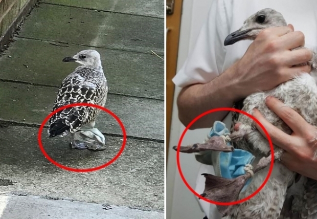 두 발에 사람이 버린 마스크가 감겨 움직이지 못하던 갈매기 한 마리가 영국 동물보호단체에 발견돼 구조됐다.(사진=RSPCA)