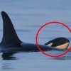 2년 전 죽은 새끼 17일 동안 품었던 범고래, 무사히 새끼 출산