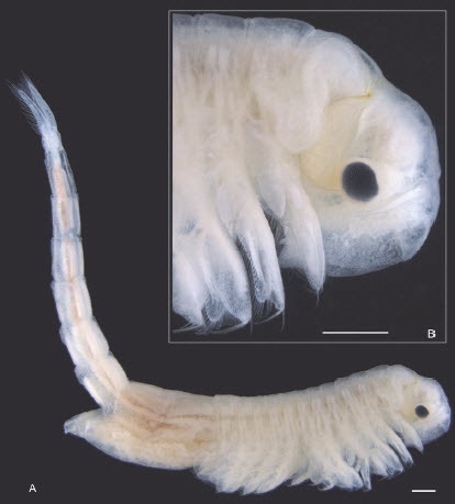 신종 갑각류 ‘팔로크립투스 파히미’(Phallocryptus fahimii)의 모습.(사진=줄로지 인 더 미들 이스트)