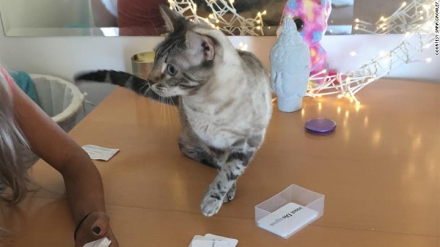 세라 크롤리 박사가 연구 자료 중 일부를 살피고 있는 모습을 그녀의 반려묘 한 마리가 바라보고 있는 모습.(사진=생태학·환경 프런티어)