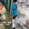 “구르기 훈련시켰나” 中 동물원 판다 탈모 증상…학대 논란도