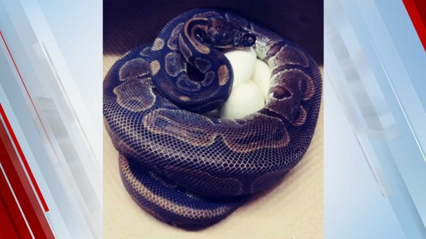 15년 이상 수컷과 접촉이 없었음에도 불구하고 알을 낳은 미국 동물원의 비단구렁이