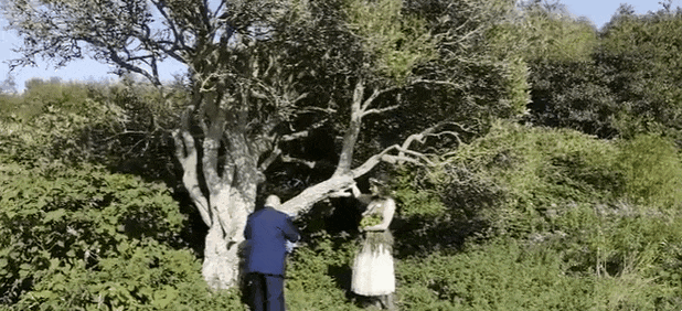 지난해 공원의 나무와 결혼식을 올리고 최근 1주년 기념파티를 연 영국 30대 여성