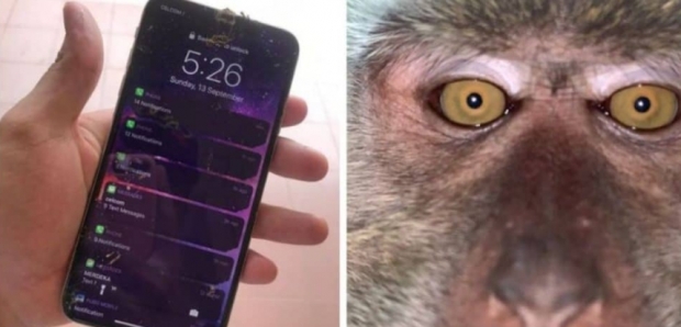 자는 동안 잃어버린 스마트폰(왼쪽) 안에서 발견된 원숭이의 셀카 사진과 동영상