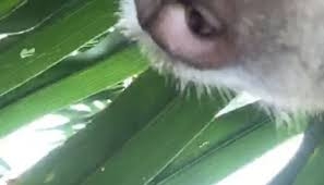 자는 동안 잃어버린 스마트폰(왼쪽) 안에서 발견된 원숭이의 셀카 사진과 동영상