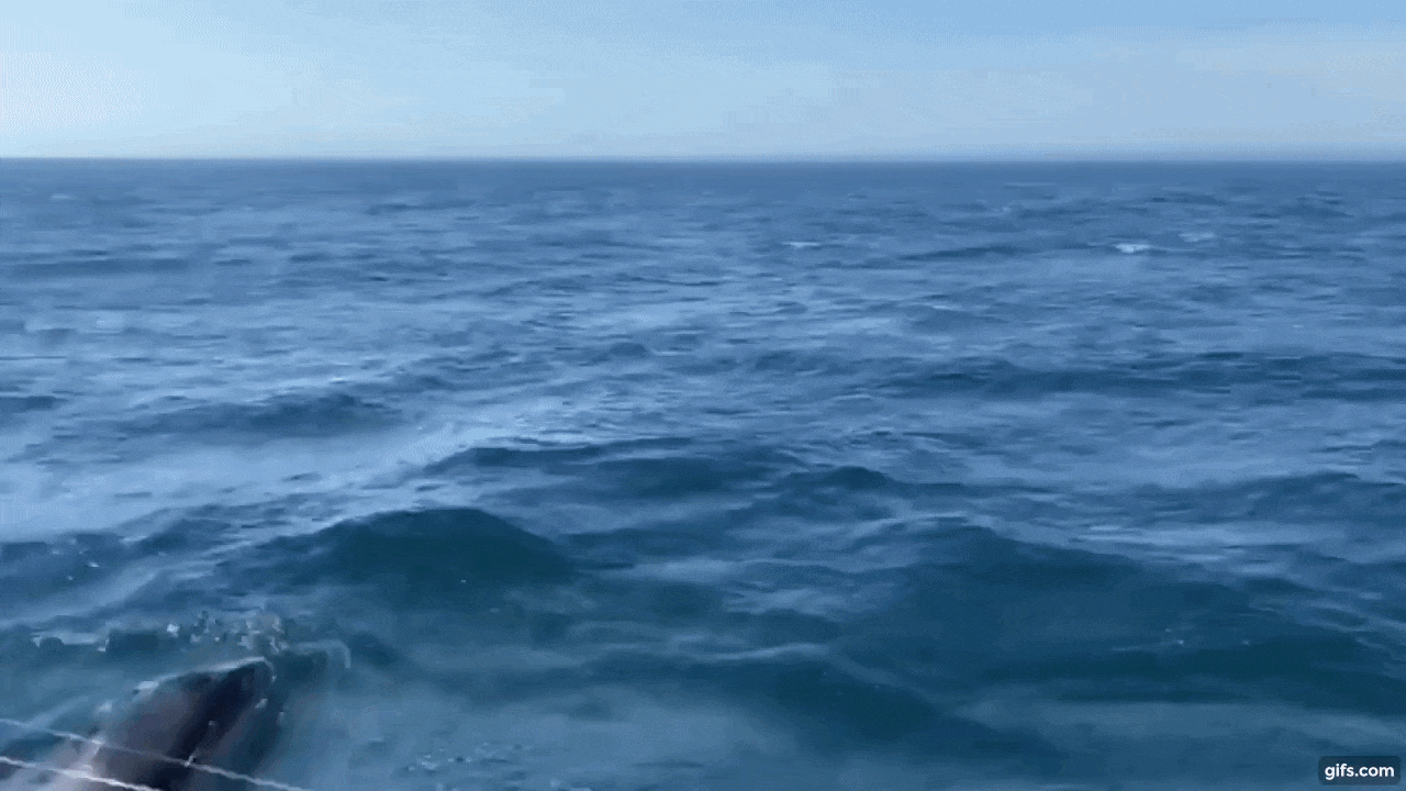 범고래가 요트의 키를 파손한 또 다른 사건의 모습.(사진=할사이온 요트/유튜브)