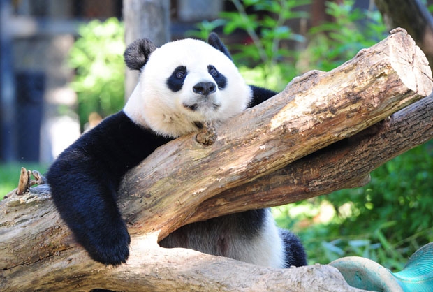 1998년생, 22살 나이로 미국 최고령 대왕판다인 메이샹은 이번이 5번째 출산이다. 사람으로 치면 90살 나이에 늦둥이를 본 셈이다./사진=AFP 연합뉴스