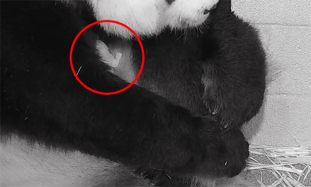 메이샹은 지난달 21일 저녁 6시35분쯤 새끼를 낳았다./사진=스미스소니언동물원