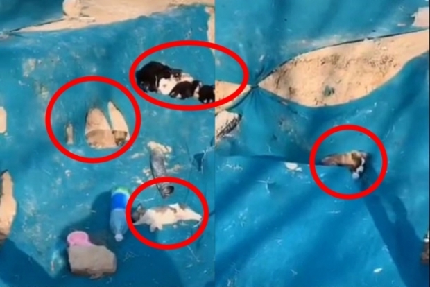 지난 2월 중국 허난성 정저우에 버려진 채 발견된 강아지들 지난 2월 중국 허난성 정저우에 버려진 채 발견된 강아지들