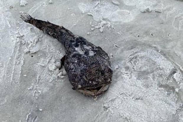 나바르비치에서는 바지락과 해파리, 복어 등도 눈에 띄어 ‘샐리’의 위력을 새삼 일깨웠다./사진=나바르비치과학연구소