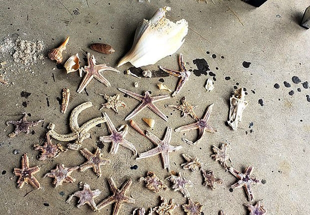 사진=나바르비치과학연구소