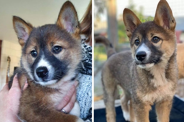 사진=호주딩고보존재단