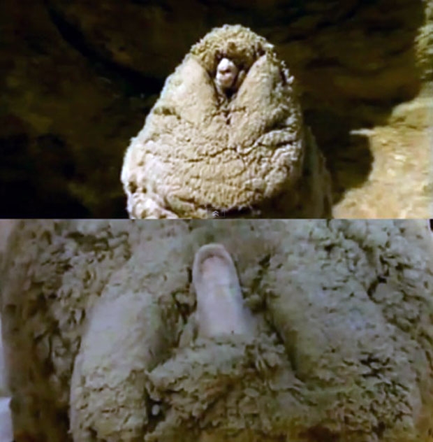 2004년 뉴질랜드 남섬 농장을 탈출해 7년 동안이나 농장 주변 동굴에 숨어 살았던 ‘오리지널 슈렉’의 몸에서 깎아낸 털의 무게는 28.9㎏에 달했다.