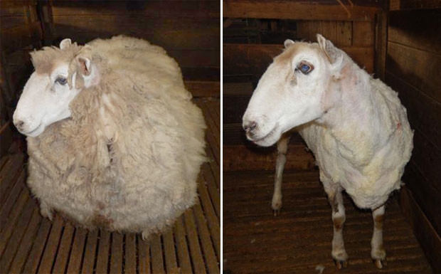 지난 8일 호주 빅토리아주 멜버른시에서 140㎞ 떨어진 레드캐슬 덤불 속에서 발견된 암컷 메리노 양 ‘유니에스’는 20㎏ 무게의 양털에서 해방됐다. 적어도 4년 정도 털을 깎지 못한 것으로 보인다.