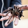 [와우! 과학] 거미 타란툴라 독에서 대장 증후군 치료제 후보물질 찾았다