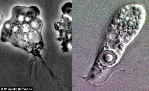 뇌 파먹는 아메바 ‘네글레리아 파울러리’