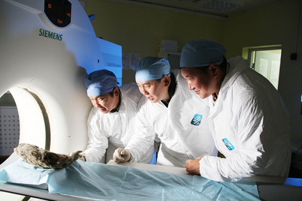 연구진은 동굴사자 사체의 DNA를 사용해 이 종을 복원하는 연구를 진행하고 있다.(사진=시베리안타임스)