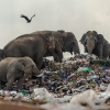 쓰레기장 뒤지는 굶주린 야생 코끼리떼…인간이 만든 비극