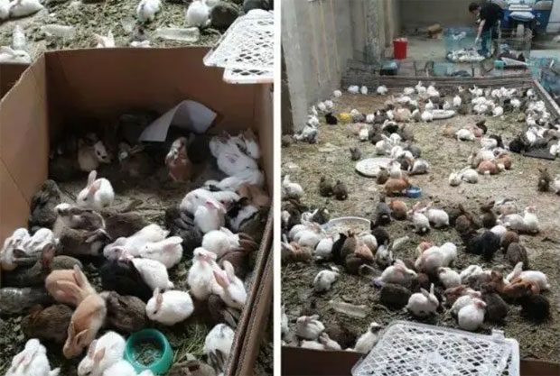 현지 동물단체는 택배 상자에서 토끼 1000여 마리, 기니피그 99마리 등 총 1074마리 동물을 구조해 보호소로 옮겼다.