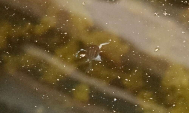 연구팀은 4시간 동안 수조를 관찰하는 연구에서 개구리를 잡아먹는 올챙이를 총 6마리나 발견했다.(사진=알렉산드로스 테오도르 / 파충류학 리뷰)