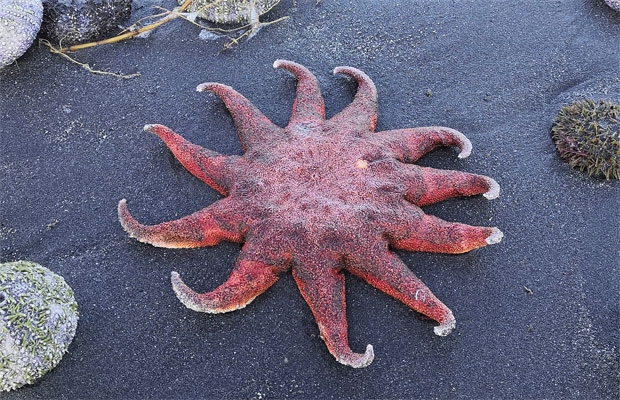 1일(현지시간) 베지미안나야 해변에서 문어와 불가사리 등의 사체가 발견됐다./사진=타스통신 연합뉴스