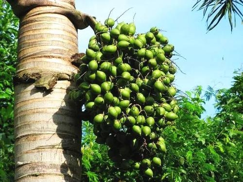 빈랑나무 자료사진