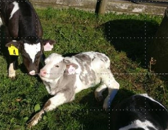 유전자 편집기술을 통해 태어난 회색 무늬 젖소