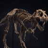 완벽한 티라노사우루스 화석 경매…무려 368억원 역대 최고가