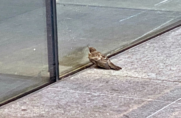 사진=스티븐 마제스키/오듀본 협회 페이스북