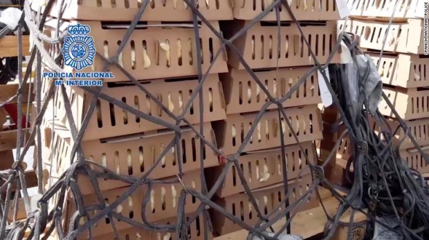 스페인의 한 공항에서 버려진 채 발견된 병아리 무리. 2만 6000여 마리 중 3200마리 만 살아남았다.