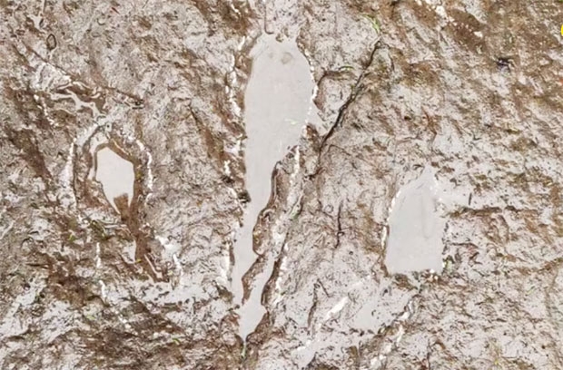 발자국 화석 5점은 약 1억3000만년 전 백악기 시대에 살았던 수각류(theropods·두 발로 보행하는 육식성 공룡) 중 하나의 것으로 추정된다./사진=싱리다 박사 웨이보