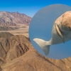 [와우! 과학] 4000만 년 전 바다 헤엄치던 ‘듀공’ 화석, 사막서 발견