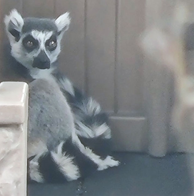 여우원숭이를 처음 발견한 건 다름 아닌 5살 어린이 제임스 트린이었다. 트린은 원숭이 실종 다음 날인 15일 오후 5시쯤 유치원 하원 도중 운동장 한구석에 몸을 웅크린 무언가를 발견했다. 무심코 지나칠 법한 상황이었지만 트린은 특유의 눈썰미를 발휘했다.