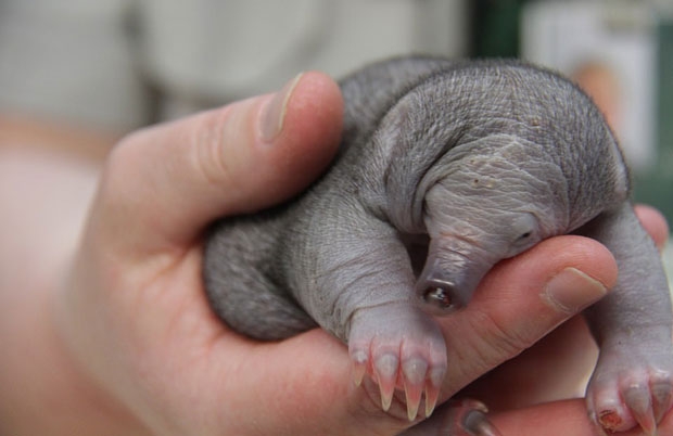 사진=타롱가동물원