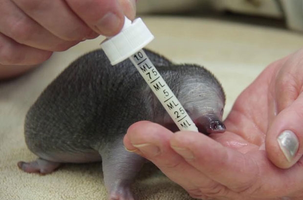 사진=타롱가동물원