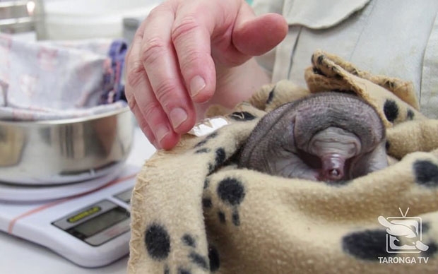 사진=타롱가동물원