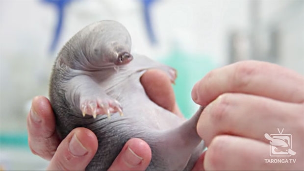 사진=타롱가동물원