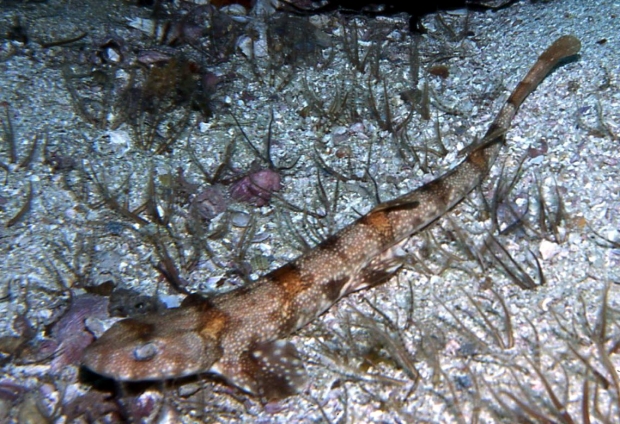 샤이샤크의 일종. 사진 속 종은 펍에더 샤이샤크.(Seascapeza, CC BY 3.0 <https://creativecommons.org/licenses/by/3.0>, via Wikimedia Commons)