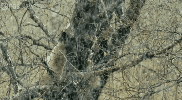 암컷을 차지하기 위해 경쟁하는 중국 친링산 서식 수컷 판다 두 마리와 이를 지켜보는 암컷