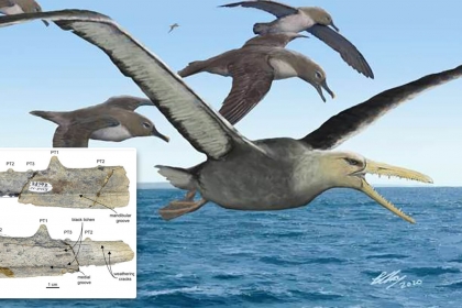 [와우! 과학] 날개폭 7m ‘역사상 가장 큰 새’…남극서 화석 발견