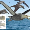 [와우! 과학] 날개폭 7m ‘역사상 가장 큰 새’…남극서 화석 발견