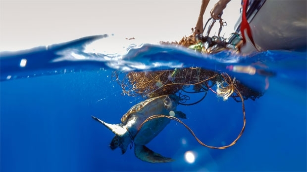 폐그물에 걸려 발버둥치는 멸종위기종인 붉은바다거북