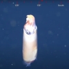 몸길이 7㎝…바닷속 초희귀 오징어 ‘스피룰라’ 첫 포착 (영상)