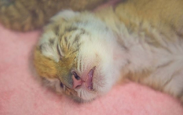 사진=후저우 레이크 론지몬드 파라다이스