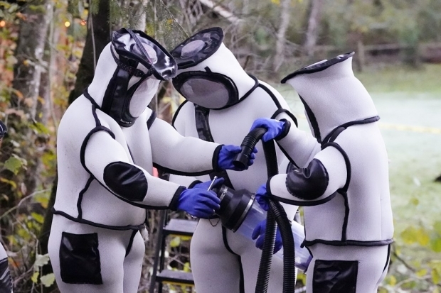 워싱턴주 농업부는 지난달 24일 미국 역사상 최초로 장수말벌 퇴치 작전을 벌였다. 곤충학자들은 머리부터 발끝까지 보호복을 착용하고, 진공청소기를 이용해 말벌 85마리를 빨아들였다./사진=AP 연합뉴스