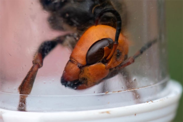 사진=워싱턴주 농업부