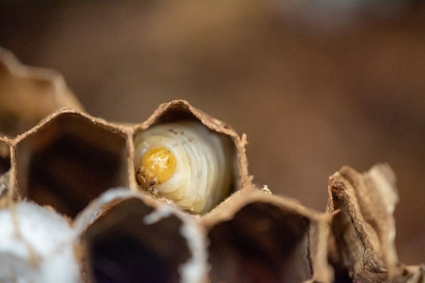 사진=워싱턴주 농업부